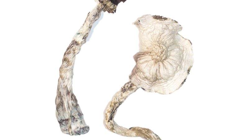 Buy albino a+ mushrooms Online Overnight: Instant Shipping day