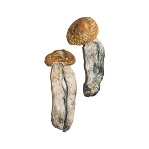 Buy Mexican hallucinogenic mushroom Online From a Trusted Site