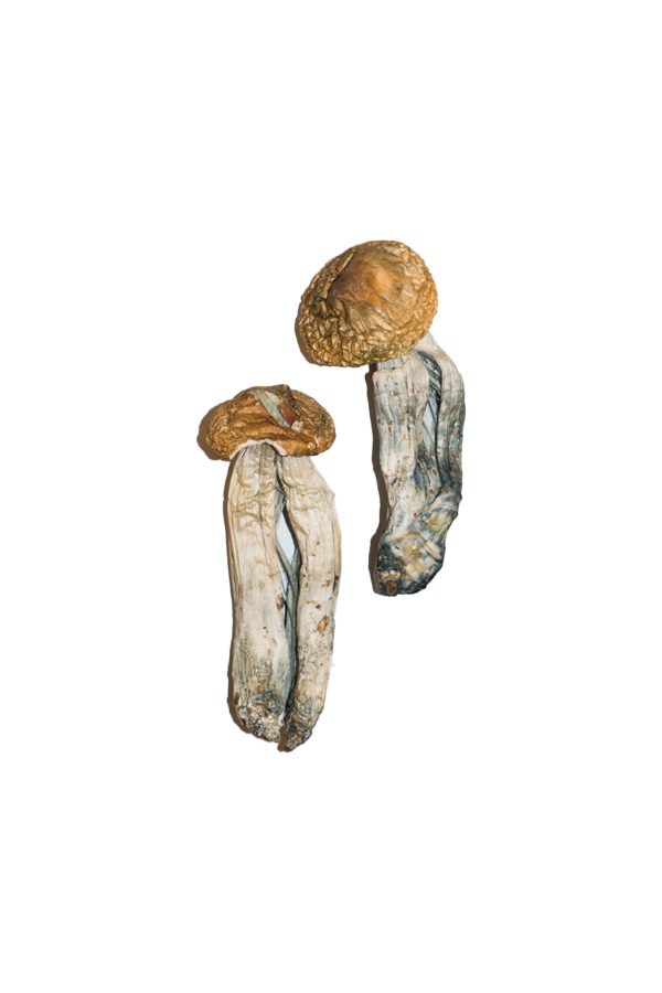 Buy Mexican hallucinogenic mushroom Online From a Trusted Site
