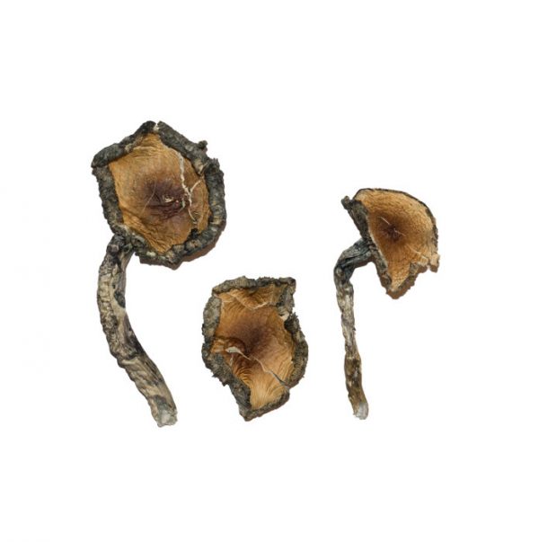 Can I Safely buy Blue Meanies (Panaeolus cyanescens) Online USA