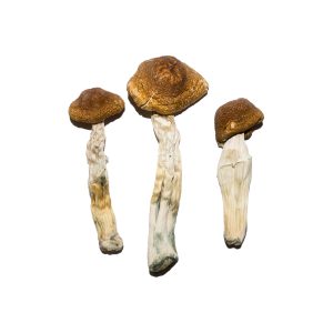     Buy Brazilian Cap Mushrooms Online Instant Shipping Across USA 