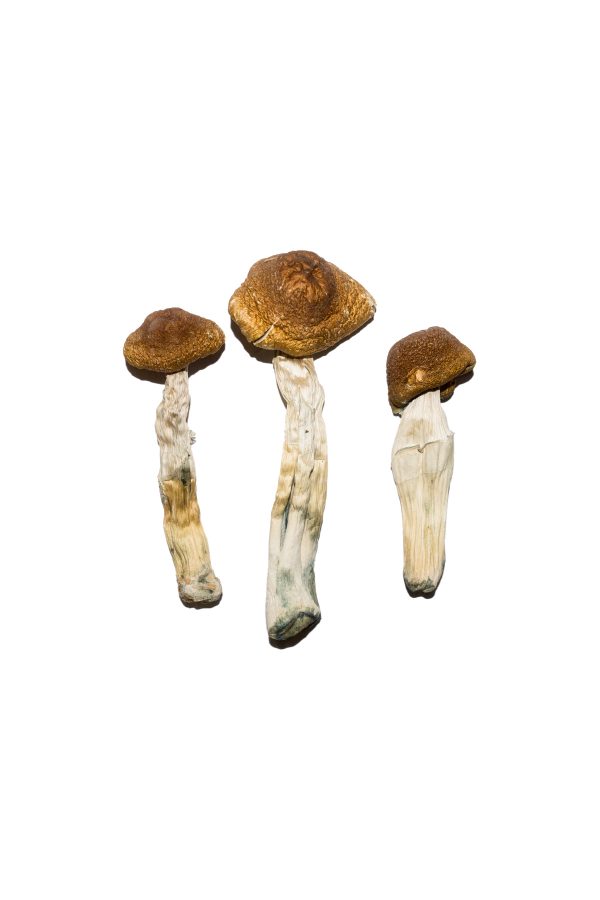     Buy Brazilian Cap Mushrooms Online Instant Shipping Across USA 
