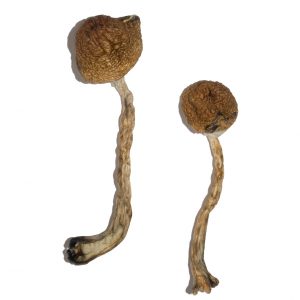 Legally Buy Malabar Mushrooms Online Fast Overnight Delivery