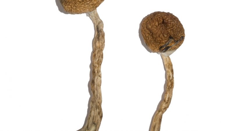 Legally Buy Malabar Mushrooms Online Fast Overnight Delivery