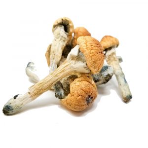 Buy Penis envy mushrooms Online Instant Shipping Across USA