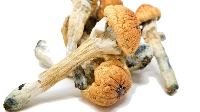 Buy Penis envy mushrooms Online Instant Shipping Across USA