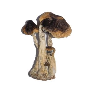 Website Offering Buy Psilocybe yungensis Online Overnight COD ➤ USA