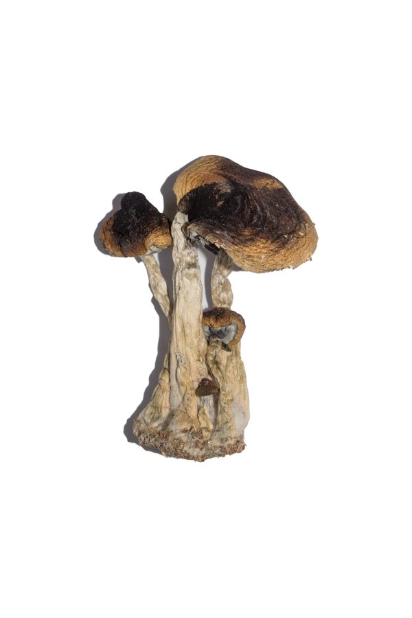 Website Offering Buy Psilocybe yungensis Online Overnight COD ➤ USA