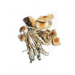Buy African Transkei Magic Mushrooms Online home Delivery