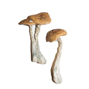 buy Psilocybe cyanescens Fast Delivery in Some Hour