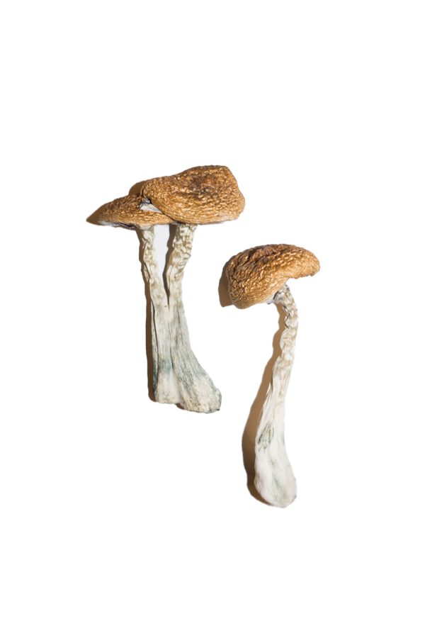 buy Psilocybe cyanescens Fast Delivery in Some Hour